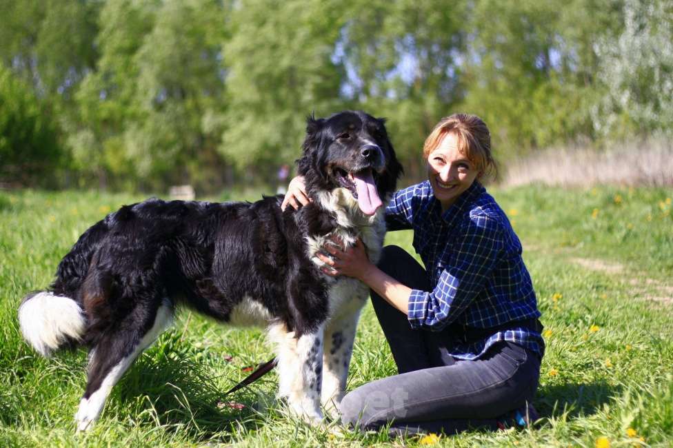 Собаки в Видном: Арья, 4 года Девочка, 1 руб. - фото 6