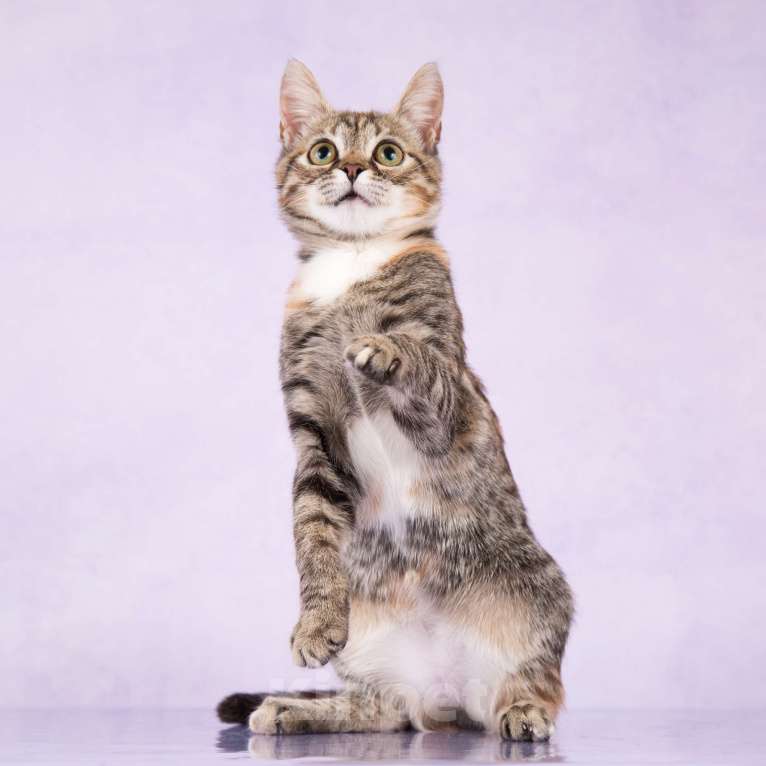 Кошки в Москве: Ириска ищет дом Девочка, 100 руб. - фото 5