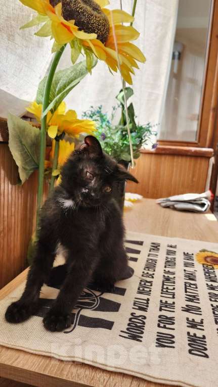 Кошки в Симферополе: Отдам котенка Мальчик, 500 руб. - фото 4