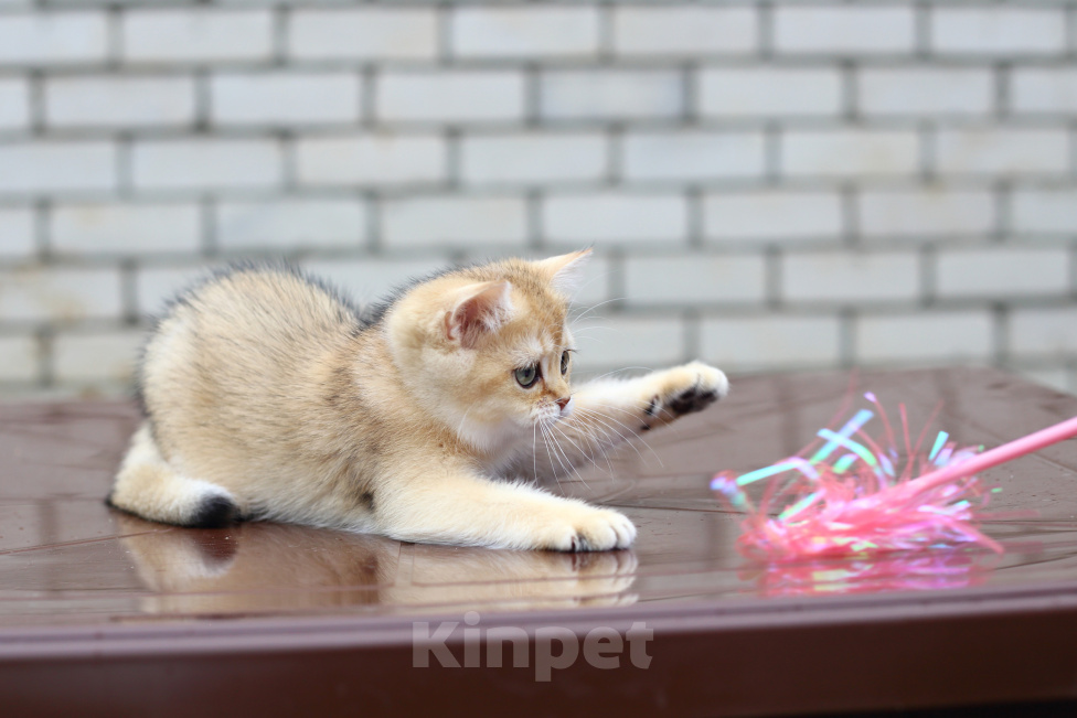 Кошки в Нерехте: Британский короткошёрстный котёнок Девочка, 40 000 руб. - фото 9
