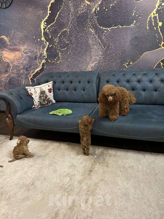 Собаки в Санкт-Петербурге: Щенок той пуделя девочка ищет добрых и любимых хозяев Девочка, Бесплатно - фото 7