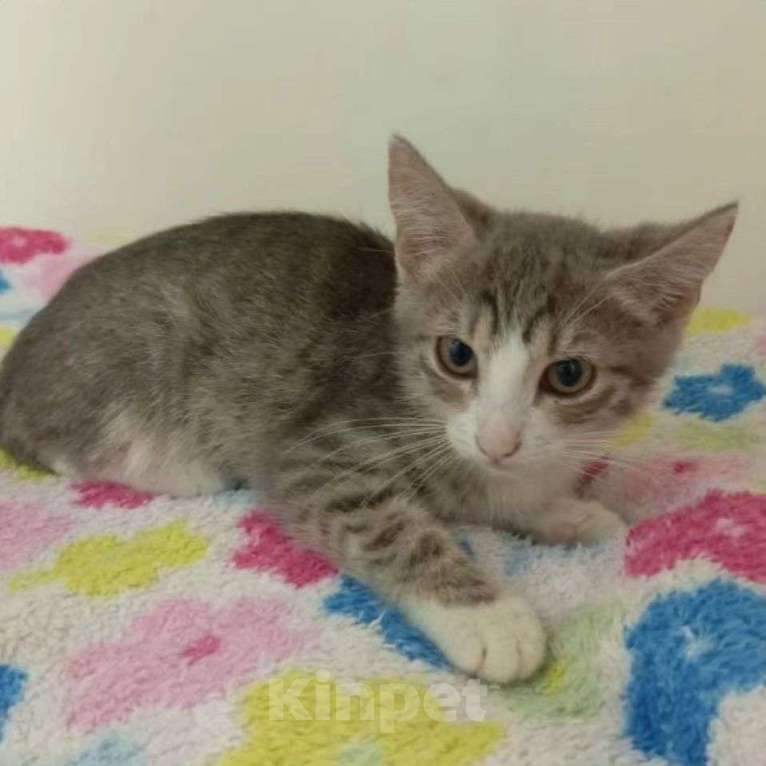 Кошки в Москве: Двухмесячная малютка Мерит грустит в боксе без игрушек Девочка, Бесплатно - фото 2