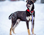 Собаки в Солнечногорске: Ласковый мальчишка в семью Мальчик, Бесплатно - фото 6