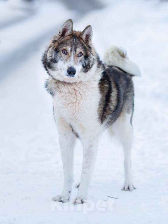 Собаки в Химках: Фенотип лайки в приюте, в добрые руки Мальчик, Бесплатно - фото 8