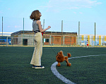 Собаки в Новороссийске: Той пудель красный (вязка) Мальчик, 30 000 руб. - фото 2