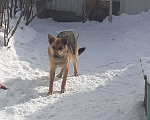Собаки в Новосибирске: Красивая собачка Девочка, 500 руб. - фото 1