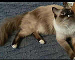 Кошки в Москве: Священная Бирма кот на вязку, 5 000 руб. - фото 2
