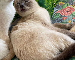 Кошки в Красноуральске: Котята, 200 руб. - фото 10