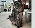 Кошки в Ливны: Шикарные котята мейн кун, 40 000 руб. - фото 4