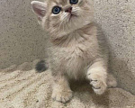 Кошки в Люберцах: Британский котенок Мальчик, 30 000 руб. - фото 2