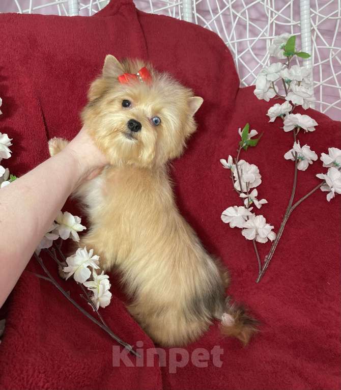 Собаки в Москве: Рыжий йорк с голубым глазом девочка мини Девочка, 100 000 руб. - фото 9