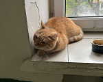 Кошки в Москве: Найден рыжий кот  Мальчик, 1 руб. - фото 3