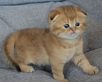 Кошки в Ликино-Дулево: Шотландский котята  Мальчик, 30 000 руб. - фото 2