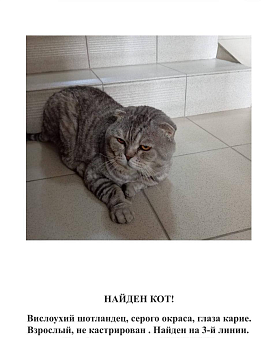 Найден кот