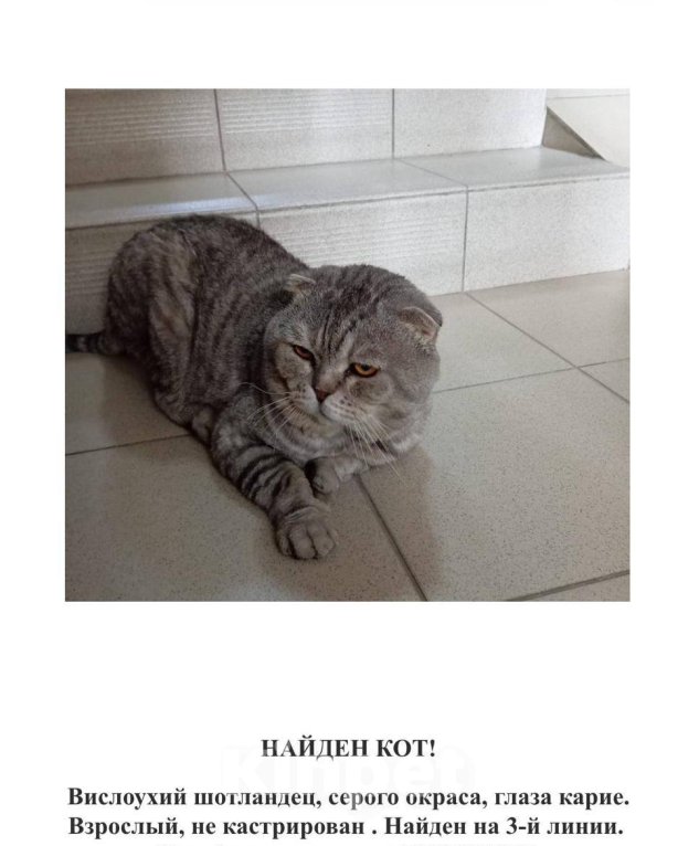 Кошки в Ростове-на-Дону: Найден кот Мальчик, Бесплатно - фото 1