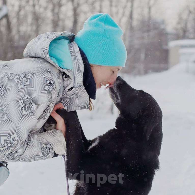 Собаки в Королеве: Очаровательная девчонка по имени Майя ищет дом! Девочка, Бесплатно - фото 3