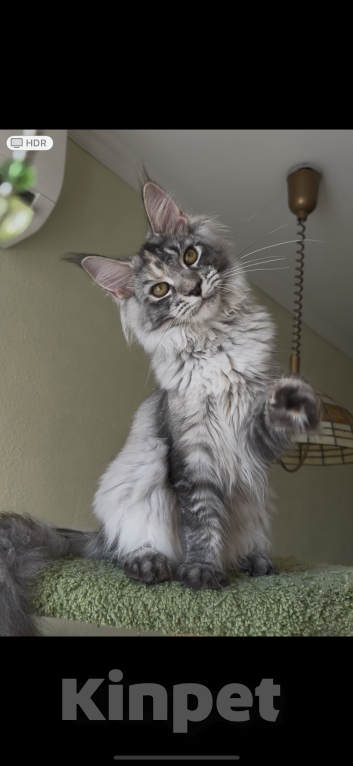 Кошки в Санкт-Петербурге: ⚜️Империя⚜️ Девочка, 70 000 руб. - фото 3