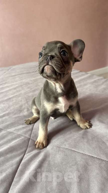 Собаки в Иркутске: Лакки Дуглас Мальчик, 65 000 руб. - фото 4