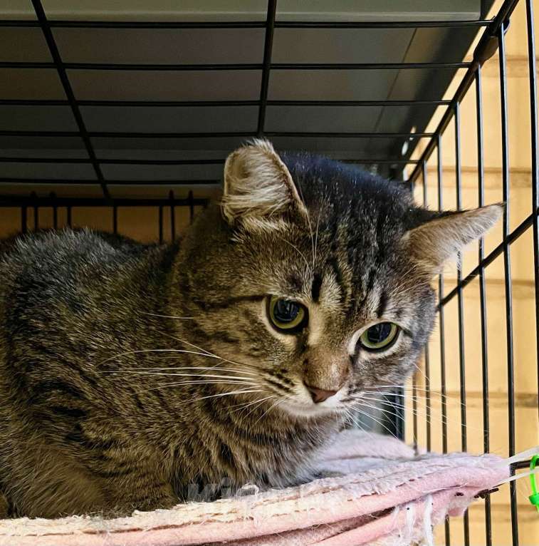 Кошки в Москве: Полосатый котик Плюшкин в добрые руки Мальчик, Бесплатно - фото 4