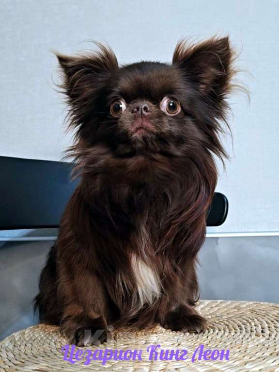 Собаки в Санкт-Петербурге: Еленсия мини и Ева супер мини чихуахуа Девочка, 100 000 руб. - фото 7