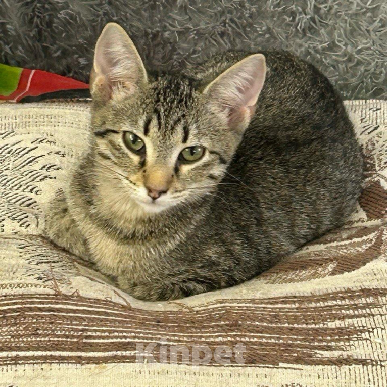 Кошки в Санкт-Петербурге: Сладкий малыш Джек Мальчик, Бесплатно - фото 2