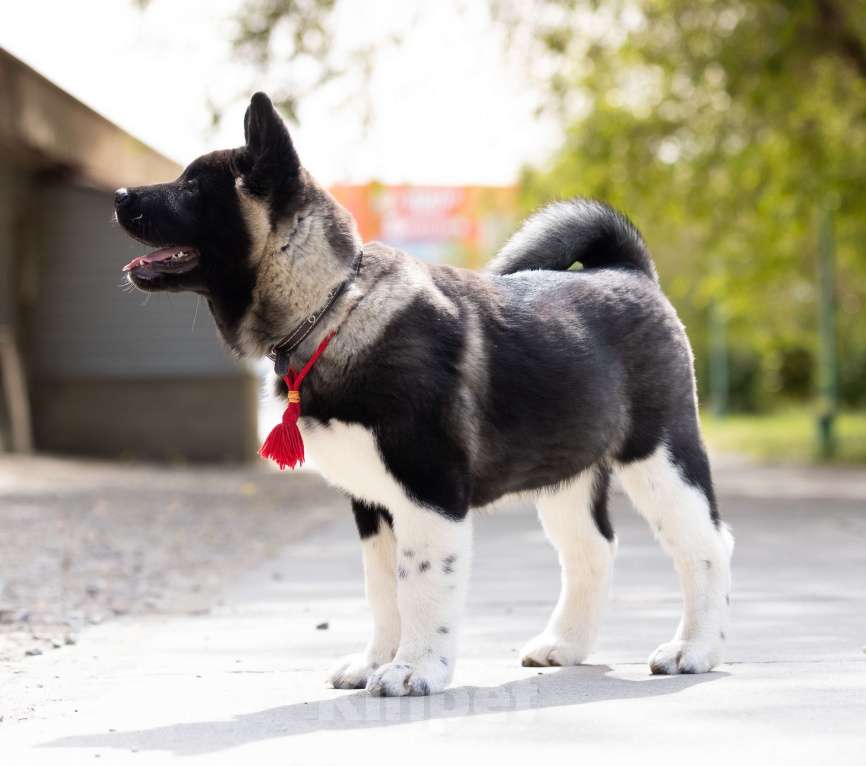 Собаки в Волгограде: Американская акита Девочка, 75 000 руб. - фото 2