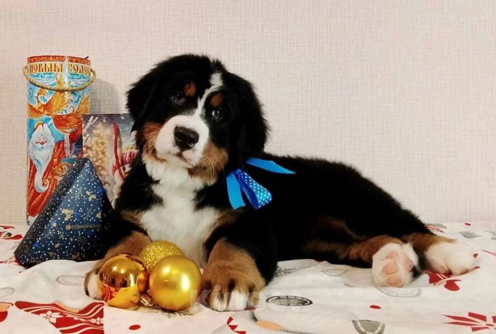 Собаки в Новосибирске: Питомник "Палитра Сибири" предлагает щенков Разнополые, 150 000 руб. - фото 3