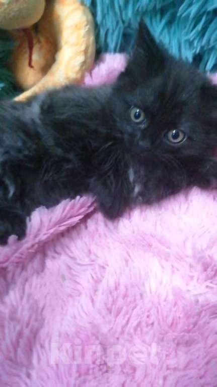 Кошки в Москве: Шотландские котята хайленд  Девочка, 8 000 руб. - фото 2