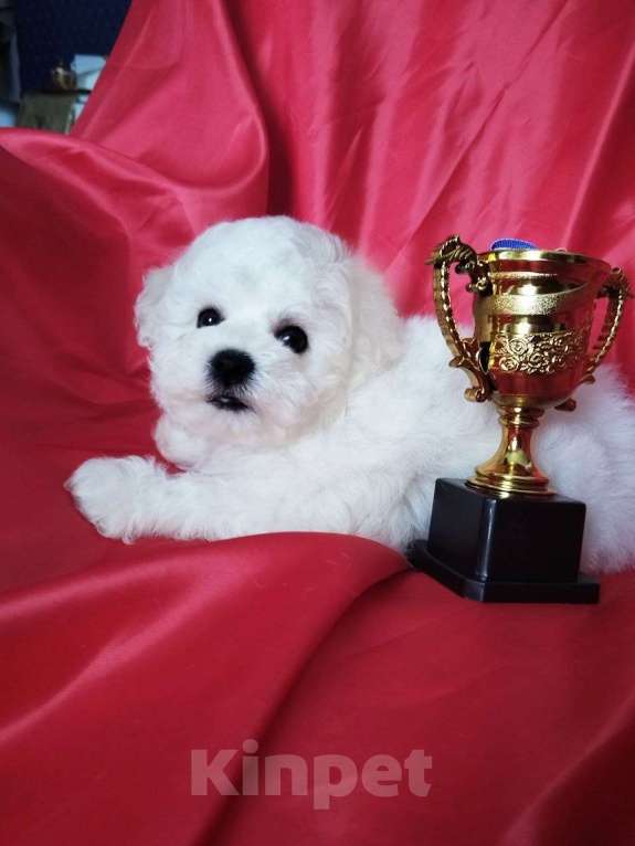 Собаки в Нижнем Новгороде: Девочка Бишон-фризе с документами. Девочка, 80 000 руб. - фото 10