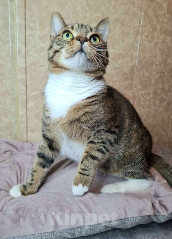 Кошки в Москве: Крупный котик-подросток в добрые руки  Мальчик, Бесплатно - фото 4