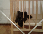 Кошки в Сосновоборске: Отдам в хорошие руки Девочка, 1 руб. - фото 2