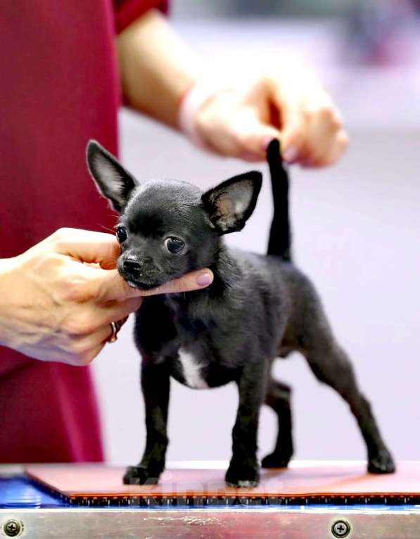 Собаки в других городах Московской области: Щенок чихуахуа мальчик чёрного окраса Мальчик, 70 000 руб. - фото 4