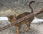 Кошки в Ставрополе: Найден абинский котик Мальчик, Бесплатно - фото 3