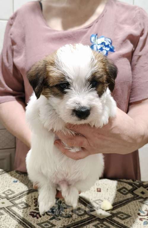 Собаки в Москве: Высокопородные щенки Джек Рассел терьера Мальчик, Бесплатно - фото 8