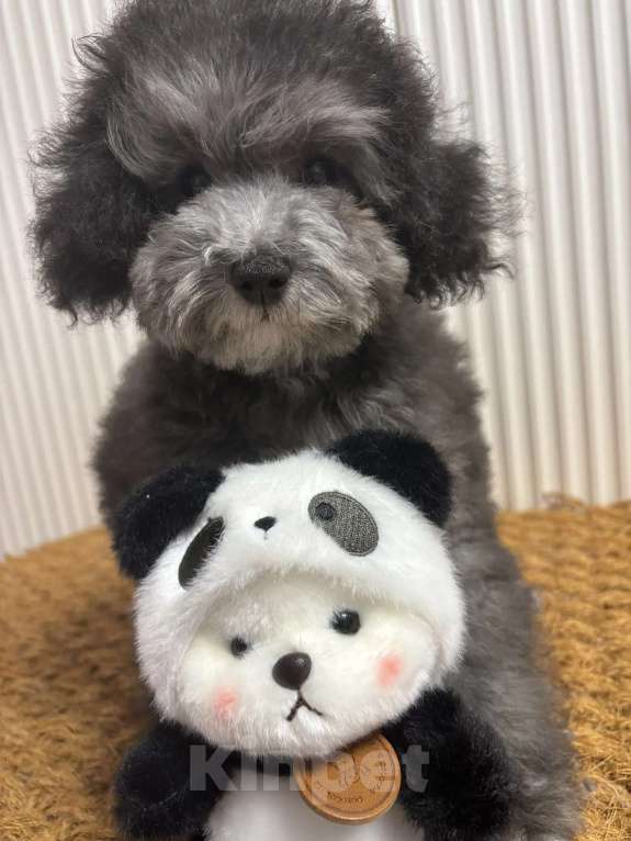 Собаки в Новороссийске: Микро той пудель Девочка, Бесплатно - фото 1