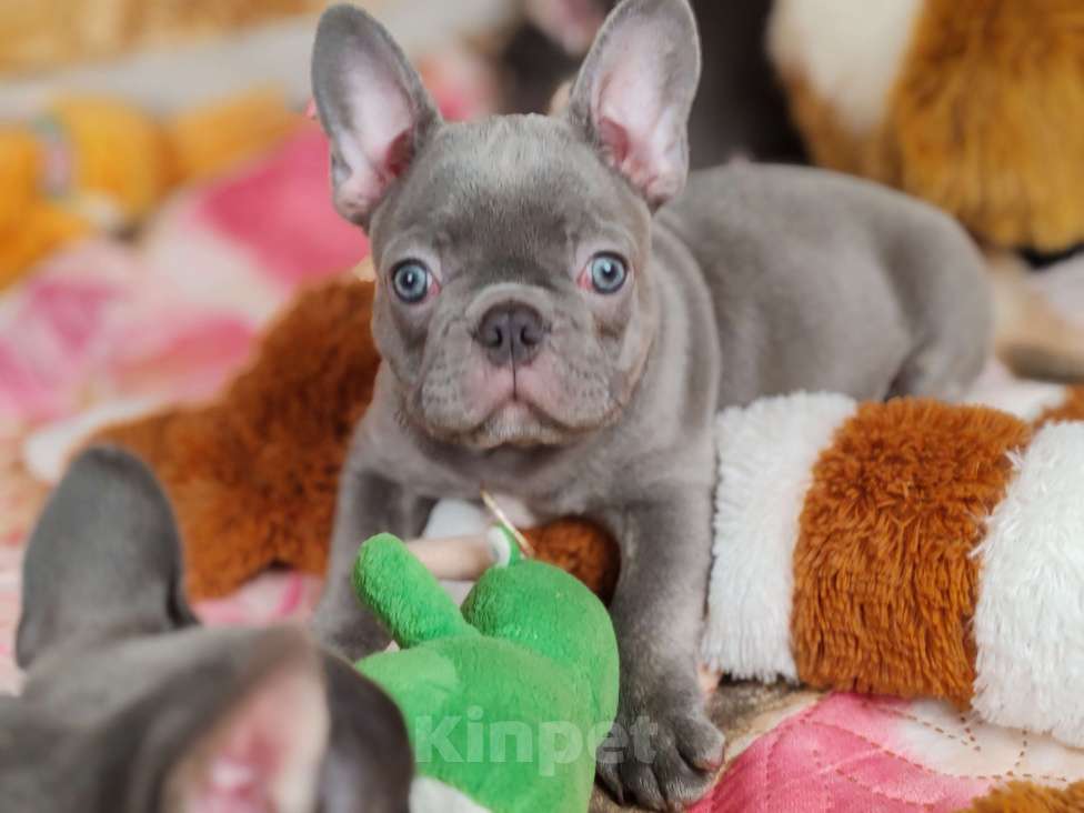 Собаки в Санкт-Петербурге: Шикарный лиловый мальчик  Мальчик, 80 000 руб. - фото 2