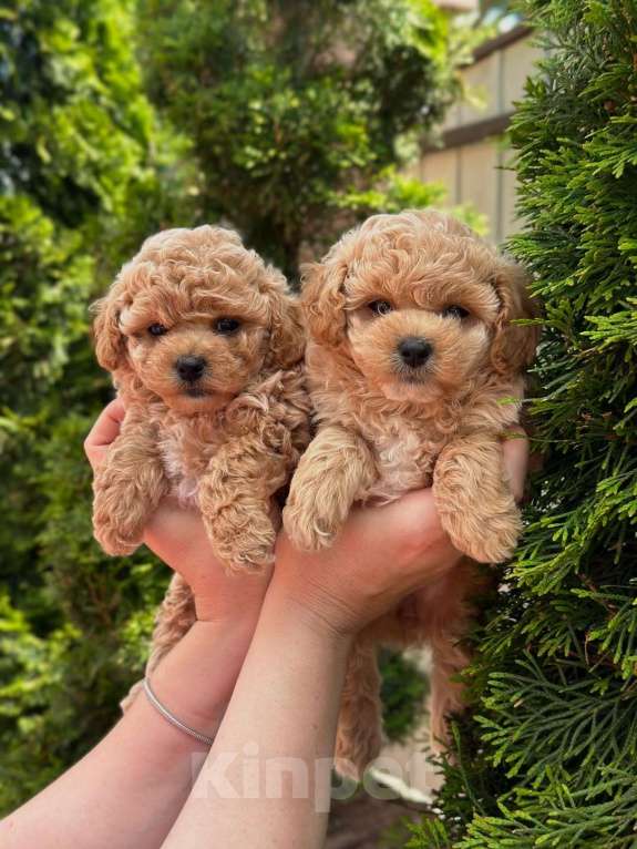 Собаки в Уфе: Мальтипу, щенок Мальчик, 180 000 руб. - фото 3