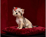 Собаки в Москве: Мини йорк девочка золотая подрощенная Девочка, 70 000 руб. - фото 7