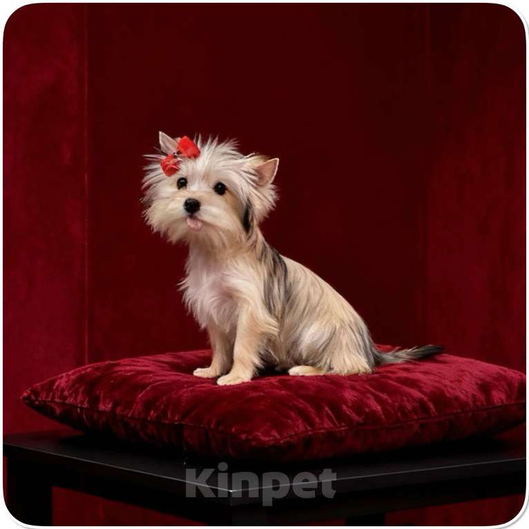 Собаки в Москве: Мини йорк девочка золотая подрощенная Девочка, 70 000 руб. - фото 7