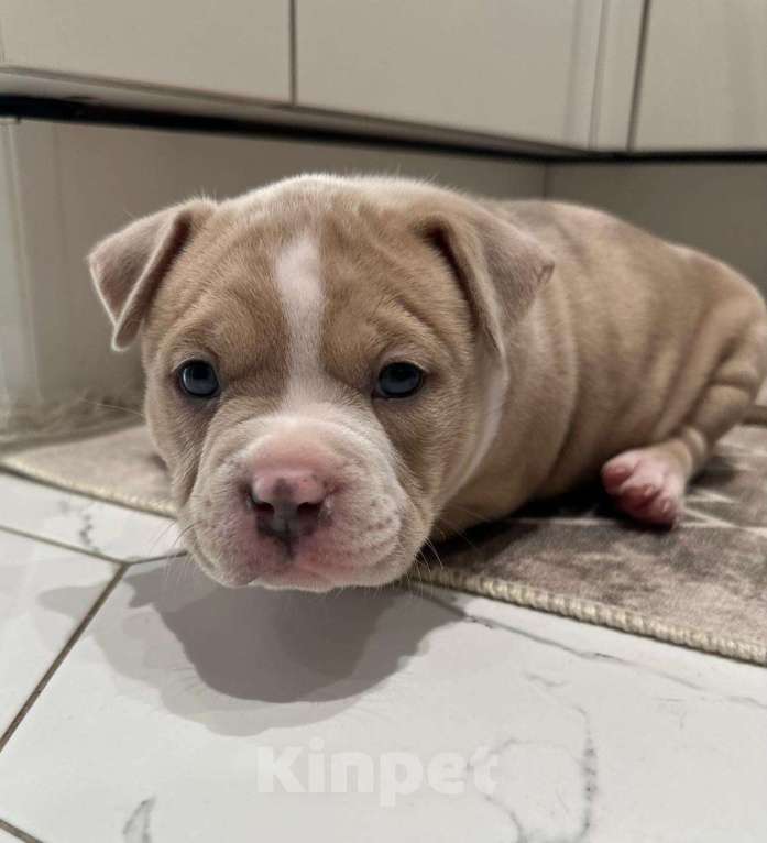 Собаки в Лыткарино: Щенки Американского булли  Мальчик, 139 999 руб. - фото 3