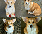 Собаки в Краснодаре: Щенки Вельш-корги Пемброк Мальчик, 40 000 руб. - фото 2