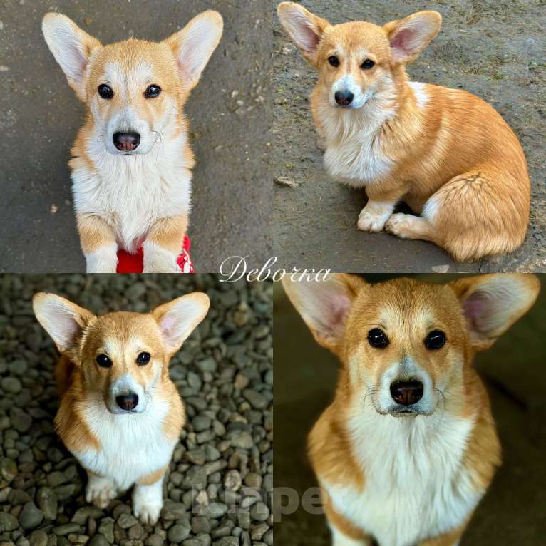 Собаки в Краснодаре: Щенки Вельш-корги Пемброк Мальчик, 40 000 руб. - фото 2