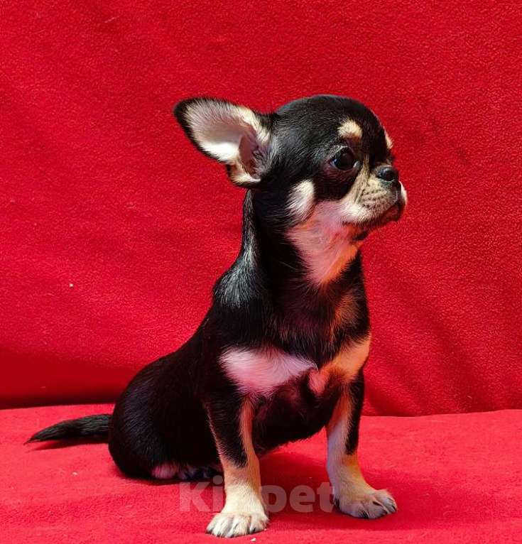 Собаки в Москве: Чихуахуа. Девочка. Девочка, 60 000 руб. - фото 4