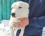 Собаки в Москве: Маленький пёсик в добрые руки Мальчик, Бесплатно - фото 4