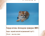 Кошки в Ростове-на-Дону: Золотая шиншилла Мальчик, 15 000 руб. - фото 1
