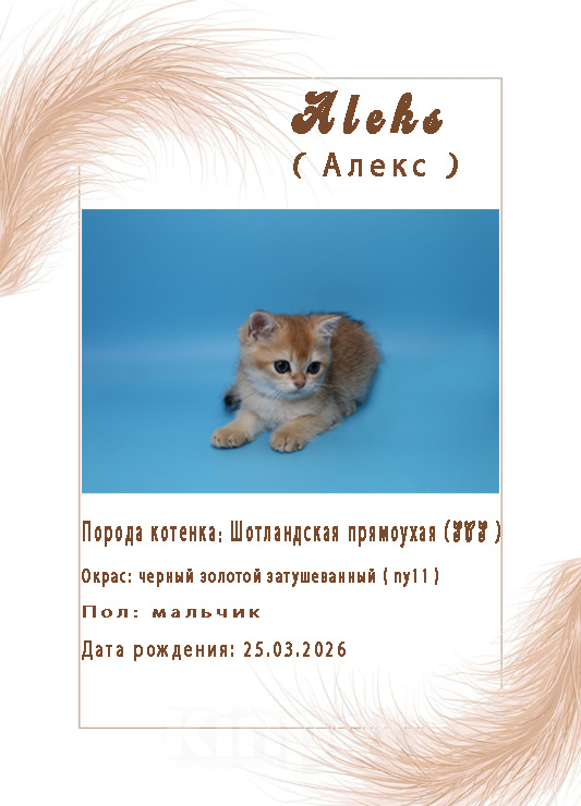 Кошки в Ростове-на-Дону: Золотая шиншилла Мальчик, 15 000 руб. - фото 1