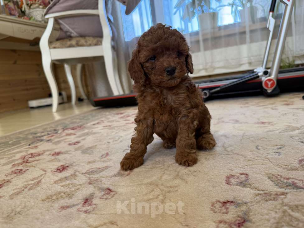 Собаки в Новосибирске: Той пудель девочка (документы РКФ) Девочка, 180 000 руб. - фото 1