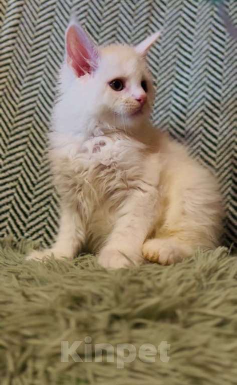 Кошки в Москве: Мейнкун белый полидакт Мальчик, 50 000 руб. - фото 2