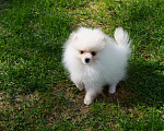 Собаки в Москве: Белый   мини мальчик- померанский шпиц Мальчик, 35 000 руб. - фото 5
