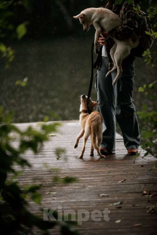 Собаки в Москве: Ищет дом маленькая белая собака Плам (Пломбирка) Девочка, Бесплатно - фото 8